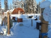 Chien de traîneau au Yukon