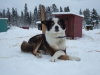 Chien de traîneau au Yukon