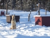 Chien de traîneau au Yukon